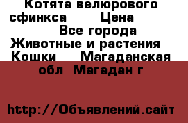 Котята велюрового сфинкса. .. › Цена ­ 15 000 - Все города Животные и растения » Кошки   . Магаданская обл.,Магадан г.